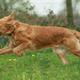 Image for article titled Heroic dog delivers groceries to homebound neighbor